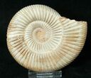 Perisphinctes Ammonite - Jurassic #17063-1